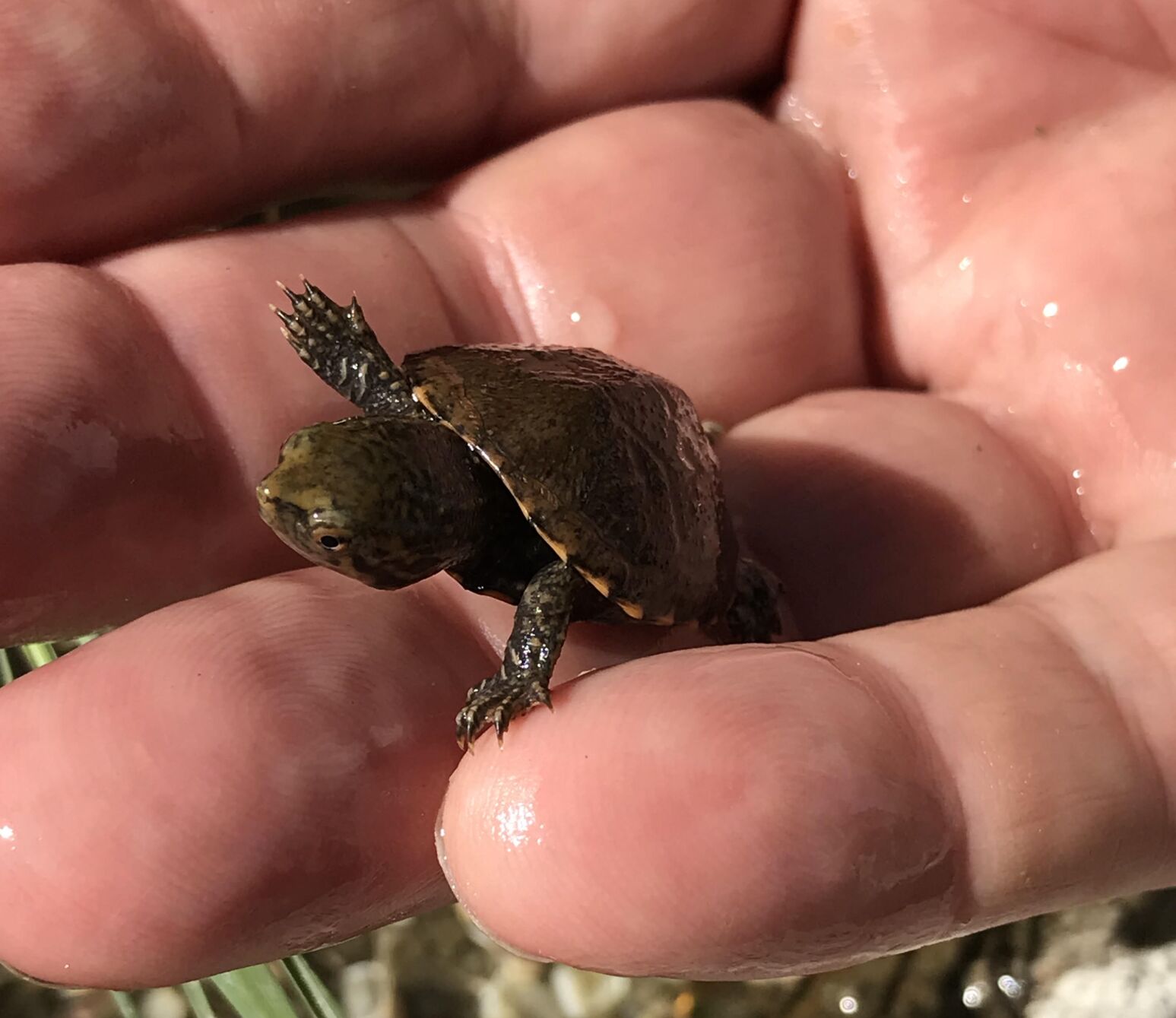 International effort seeks to save 'tough' turtles found in remote Pima County pond